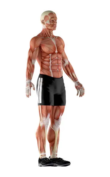 Photo of 3D illustration of human anatomy, of an mesomorph body of a man