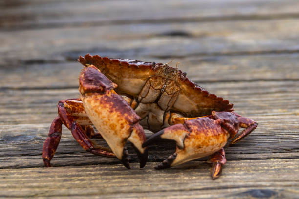 istock A female Red Rock Crab 1366273231
