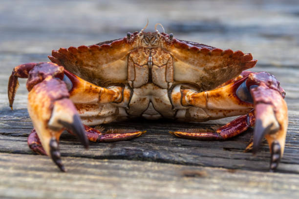 A female Red Rock Crab