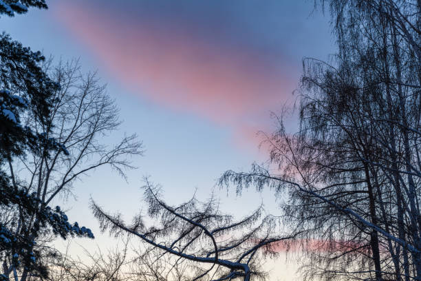 a sunset sky with pink clouds against a backdrop of trees