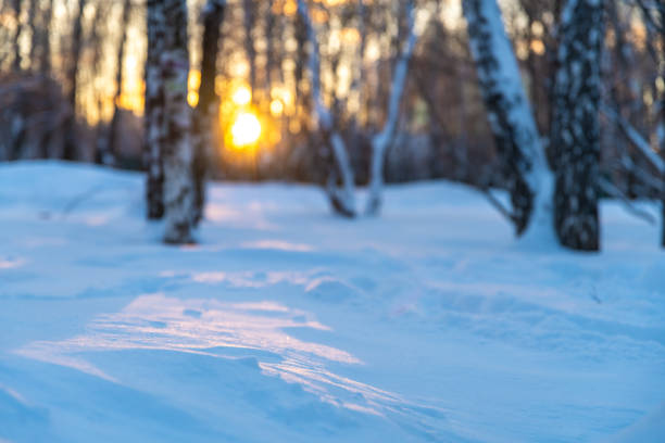 snow in the sun in the winter forest in sunset