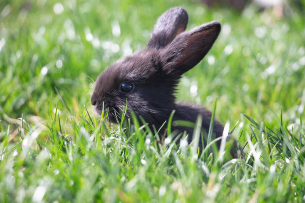 Adorable Holland Lop Bunny Rabbit Standing Attentively in Lush Yard. A golden brown Holland Lop bunny rabbit stands alertly on a verdant lawn, ears perked up as if listening attentively. Captured from the side view, this cute pet exudes charm and curiosity in an outdoor yard setting. The vibrant greenery of the grass contrasts beautifully with the bunny's soft fur, creating a heartwarming and picturesque scene perfect for animal lovers and pet enthusiasts