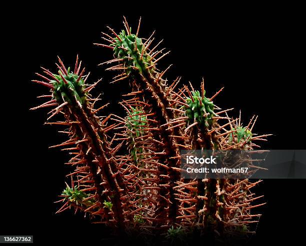 Cactus Foto de stock y más banco de imágenes de Afilado - Afilado, Aguja - Parte de planta, Botánica