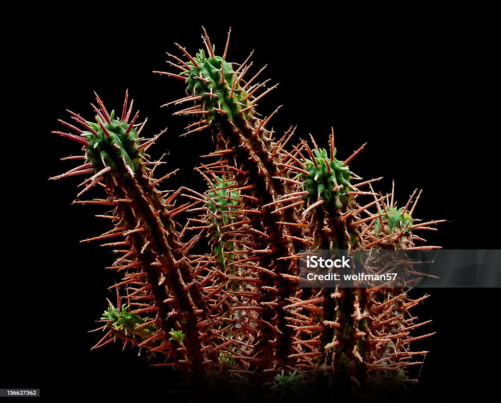 cactus - Foto stock royalty-free di Affilato