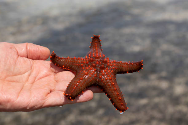 istock Man's hand holds a live, beautiful and bright starfish in his hands. Starfish pulled from the ocean during a low tide 1366274313