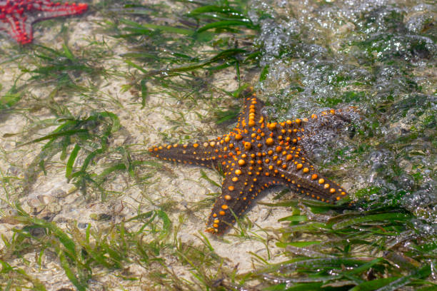 istock Live starfish lies surrounded by algae on the ocean floor at low tide 1366274605