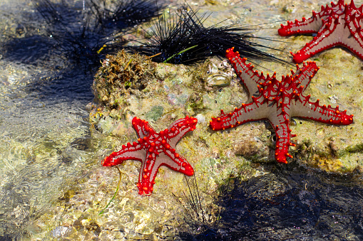 Starfish and urchins lying on underwater stones at low tide