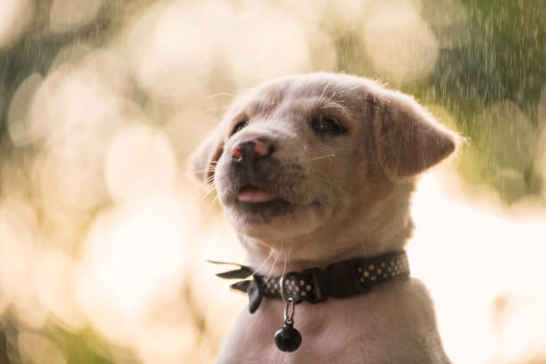istock labrador retriver puppy with raining at sunset 1366275693