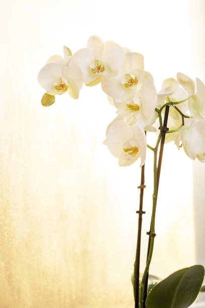 istock White beautiful orchid with drop of water on an white background 1366275801