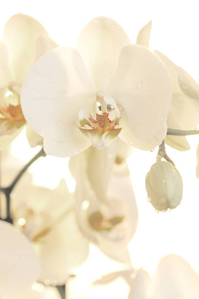 istock Close-up white beautiful orchid on an white background 1366275828