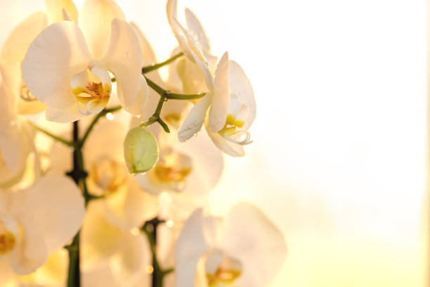 istock white orchid with water drops on the petals bokeh 1366275888