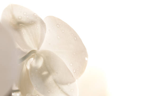 white macro orchid flower on white background