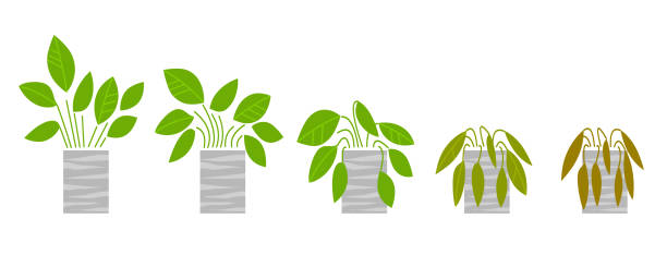 illustrations, cliparts, dessins animés et icônes de plantes d’intérieur en pots gris. phases de flétrissement des plantes, sans soin ni arrosage. - bush isolated plant white background