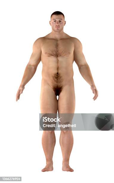3d Illustration Of Human Anatomy Of An Endomorph Body Of A Man Stock Photo - Download Image Now