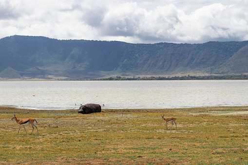 Hipopótamo descansando junto a un lago y gacelas de Thomson caminando cerca, cráter Ngorongoro en Tanzania photo