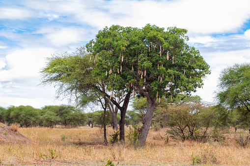 Sausage Tree (Kigelia) growing in Africa in the savannah in Tarangire National Park in Tanzania