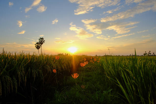 istock The growing rice fields wait for the day of harvest 1366278406