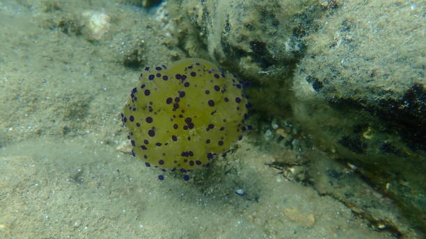 istock Mediterranean jellyfish or fried egg jellyfish, Mediterranean jelly (Cotylorhiza tuberculata) undersea 1366278433