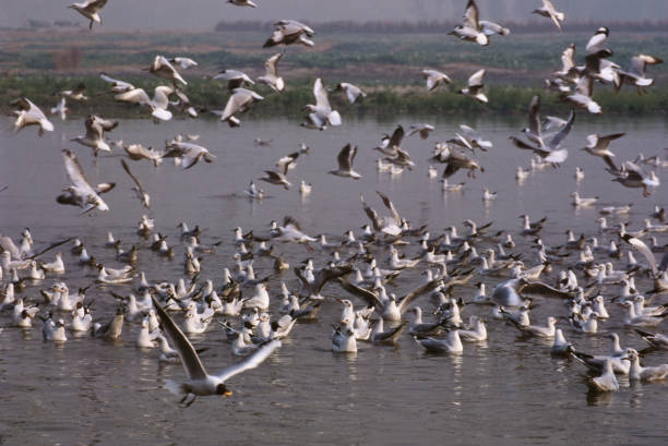 Birds-Gulls stock photo