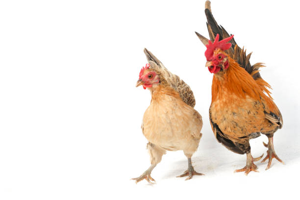 istock A pair of bantam chickens  isolated on white background 1366278818