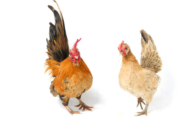 istock A pair of bantam chickens  isolated on white background 1366278825