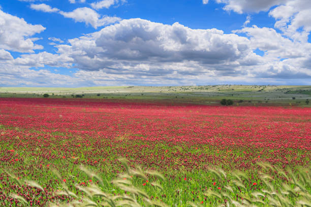 springtime: field of purple flowers in apulia, italy. alta murgia national park is a limestone plateau with wide fields and rocky outcrops,grassland characterized by sheep. - drumlin imagens e fotografias de stock