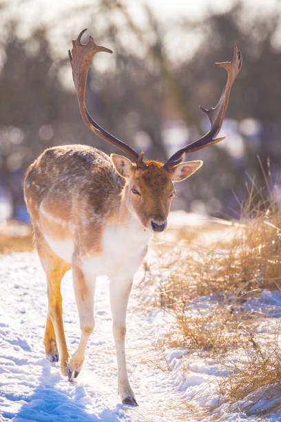 istock Fallow deer stag Dama Dama foraging in Winter forest snow 1366280735