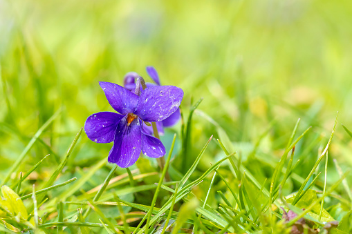 Viola odorata sweet violet flowers blooming in springtime season.