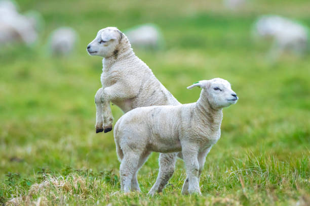 新生児ラムカプラ・エガラス・ヒルカスがフィールドで遊ぶ - merino sheep ストックフォトと画像