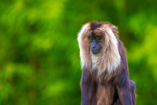 Lion-tailed macaque, Macaca silenus, in a forest