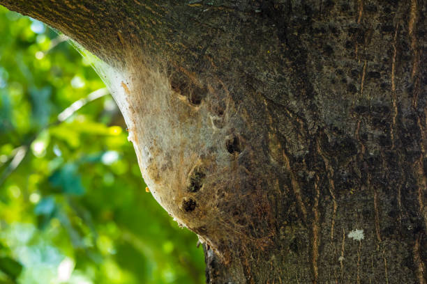istock Oak processionary caterpillars Thaumetopoea processionea nest in a tree in a forest. 1366280805