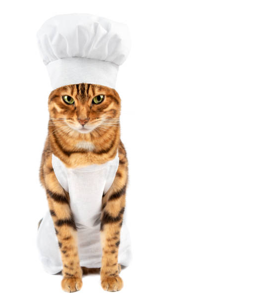 istock Adorable chef cat with apron and chef hat 1366280958
