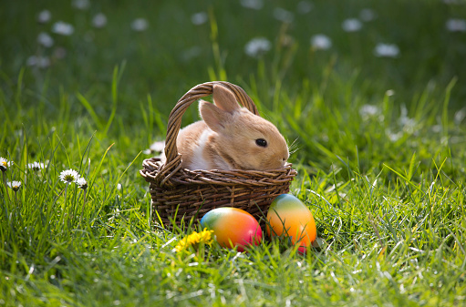 Easter bunny in basket with Easter eggs on flower meadow