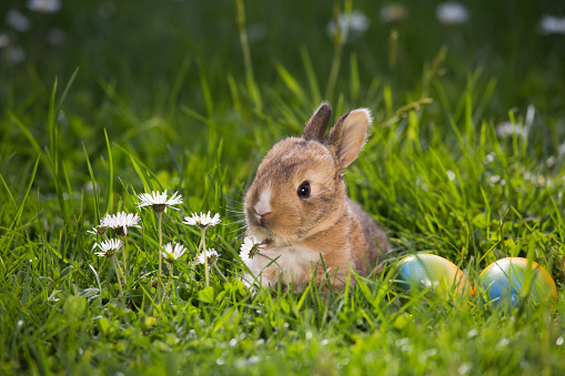 Red-haired pet rabbit sitting on green grass with pink flowers, close-up photo of a pet