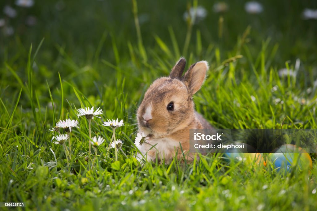 Häschen in der Grube a small bunny sits with Easter eggs on a flower meadow Easter Stock Photo