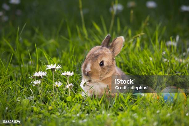 Häschen In Der Grube Stock Photo - Download Image Now - Easter, Easter Bunny, Rabbit - Animal