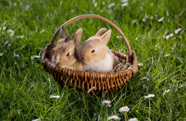 istock two bunnies in the basket 1366281126