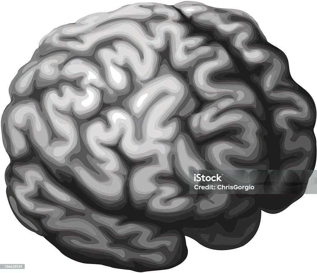 Cerebro medio - arte vectorial de Anatomía libre de derechos