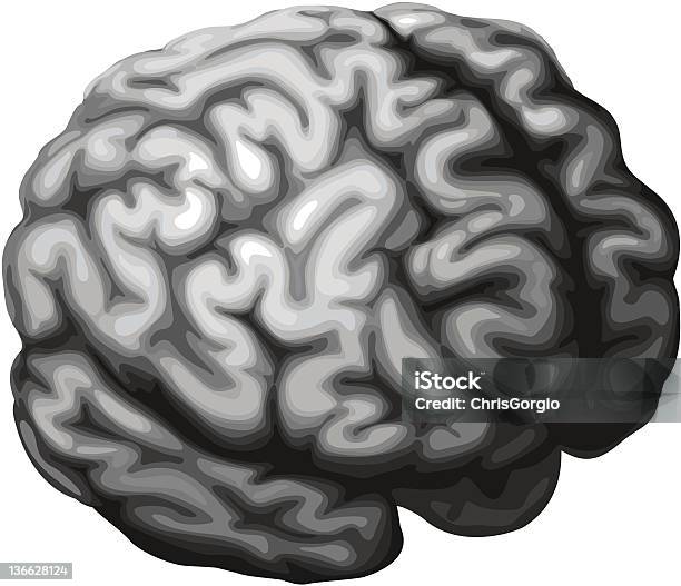 Ilustración de Cerebro Medio y más Vectores Libres de Derechos de Anatomía - Anatomía, Asistencia sanitaria y medicina, Blanco - Color