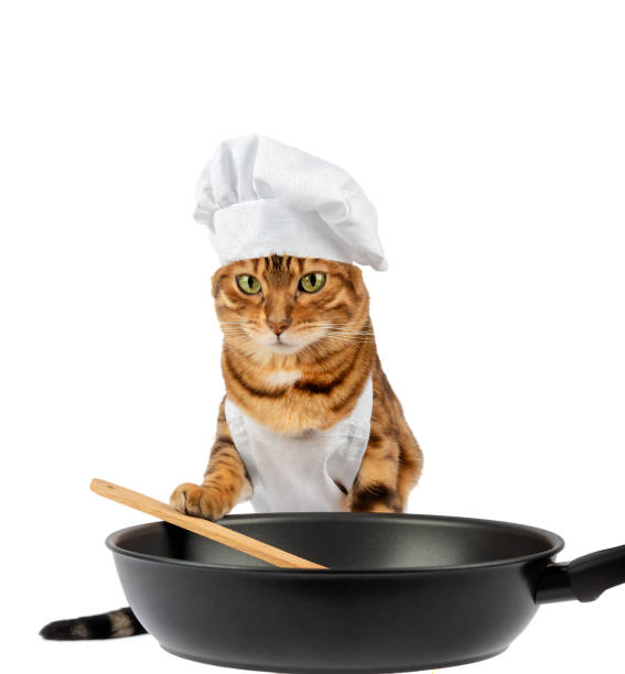 istock Cute cat cook frying a dish with a frying pan and a spatula 1366281663
