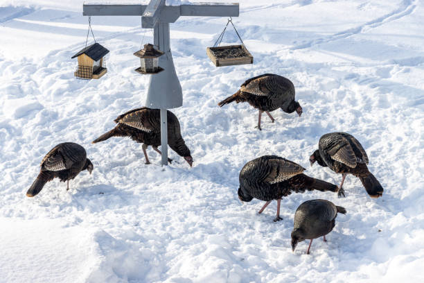Flock of wild turkeys eating in the snow under bird feeders. stock photo