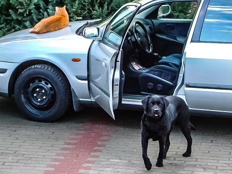 Labrador retriever negro y gato frente a un coche photo