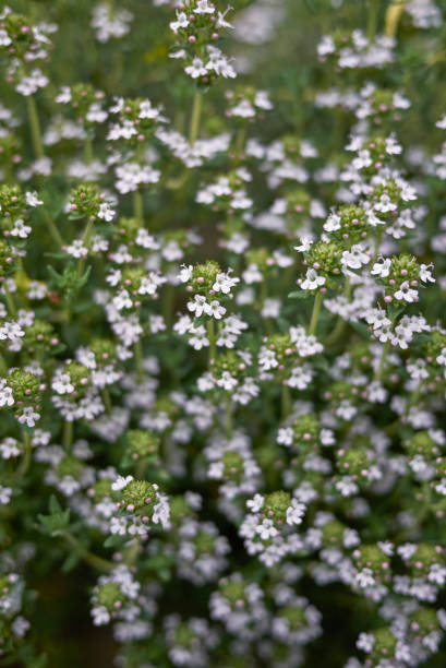 istock Thymus vulgaris in bloom 1366283911