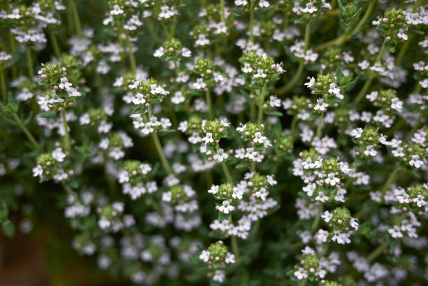 istock Thymus vulgaris in bloom 1366283912
