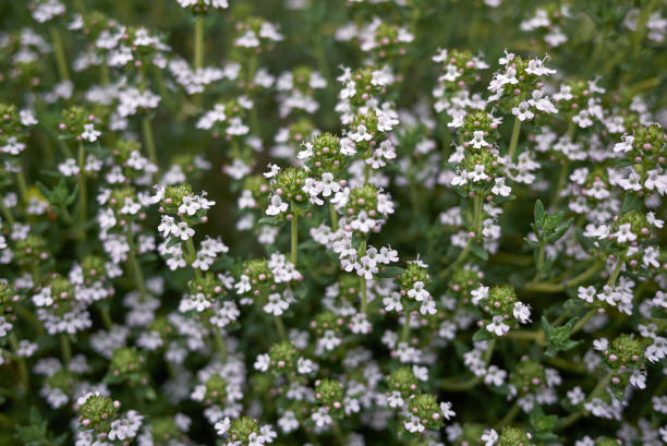 istock Thymus vulgaris in bloom 1366283913