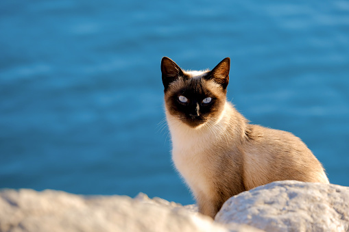 Siamese cat sitting on a rock with the sea in the background