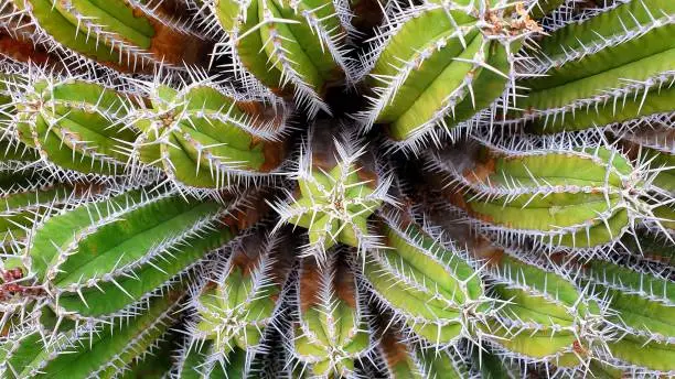 Euphorbia echinus (scientific name Euphorbia officinarum subs. echinus) is a thorny succulent shrub