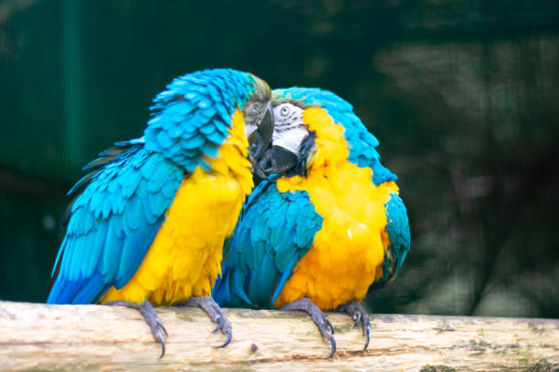 istock Couple blue-and-yellow macaws (Ara ararauna) 1366285630