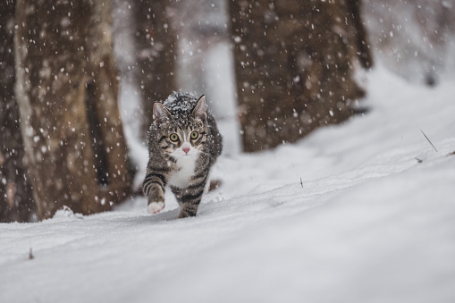Cat enjoying fresh snow in the forest