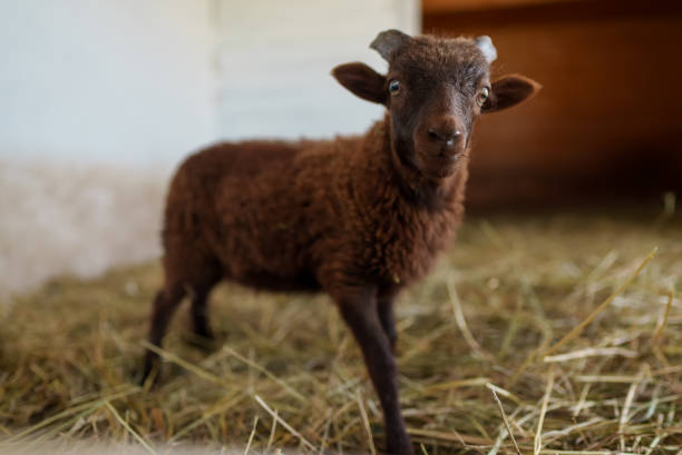 Portrait of a cute funny lamb in a paddock.